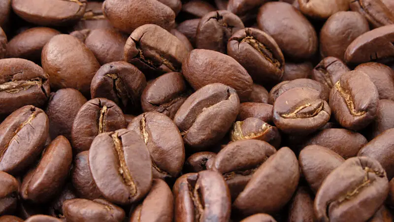 Koffein – Vergiftung beim Hund (Kaffee, Energydrinks, Koffeintabletten)