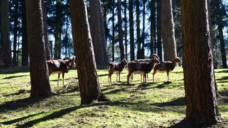 Wildpark Schwarze Berge - Rosengarten Wildpark Schwarze Berge MC3A4rz 2018 DSC 0759