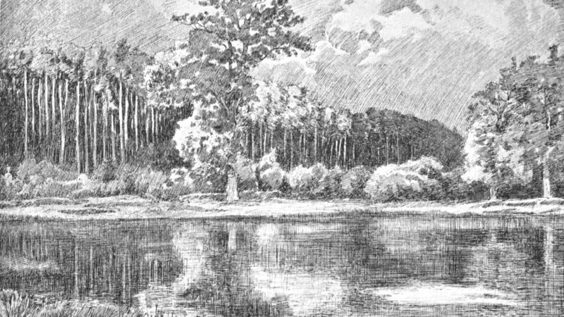 Sachsenwald (Einstieg Aumühle)