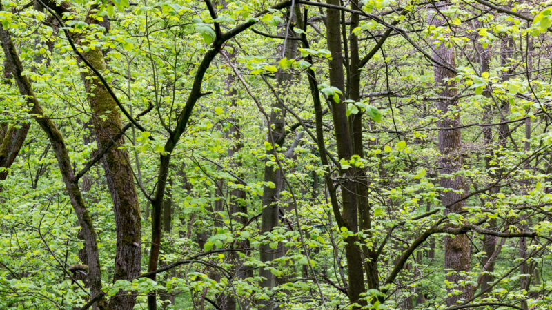 Nationalpark Hainich - SchC3B6nstedt2C Nationalpark Hainich2C Ausblick vom Baumkronenpfad 2017 0193