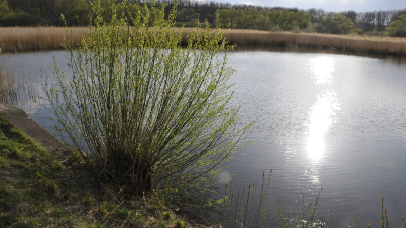 Siebleber Teich