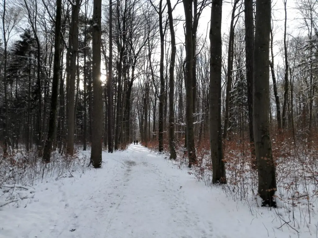 Siebentischwald (Stadtwald Augsburg)