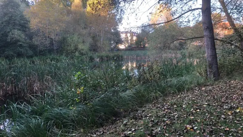 Stadtwald Kühlungsborn (133 Hektar) - Stadtwald KC3BChlungsborn 01