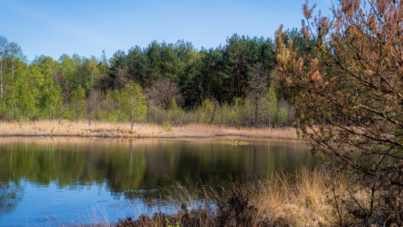 Venekotensee & Elmpter Schwalmbruch, Niederkrüchten - Teich im NSG Elmpter Schwalmbruch 1