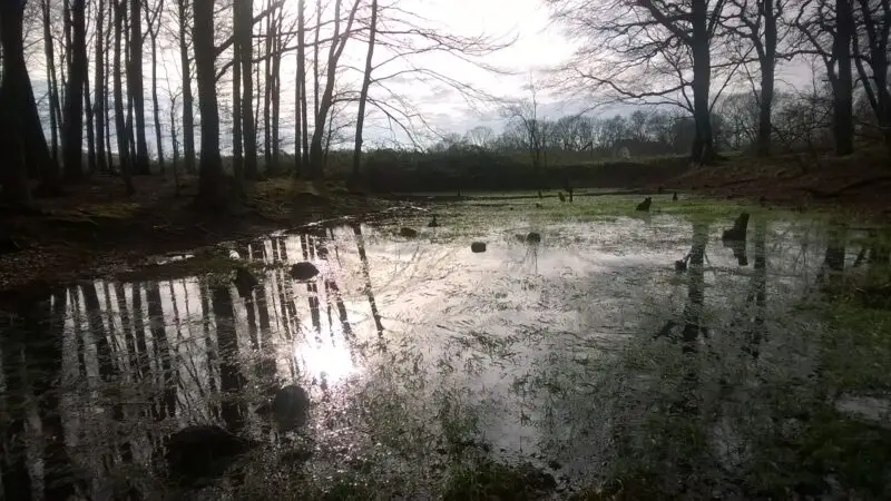 Naturschutzgebiet Brandheide - Teich in Brandheide