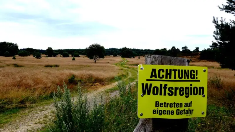 Timmerloher Heide - Timmerloher Heide Wolfsregion