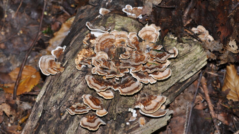 Bigge-Lister-Weg - Trametes qtl1 1