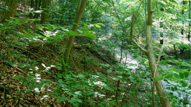 Ungeheuerklamm bei Untergrombach - Ungeheuerklamm NSG BW KA a