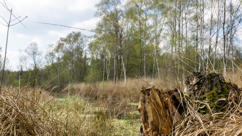 Venner Moor