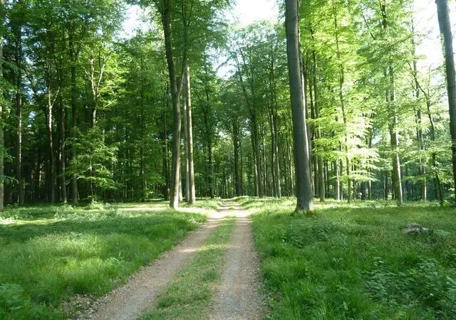 Naturpark Schwarzwald Mitte/Nord – Bereich Ettlinger Stadtwald / Wattkopf - Waldweg beim Wattkopf geo.hlipp .de 19001