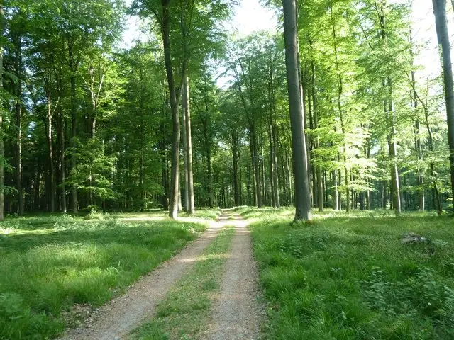 Naturpark Schwarzwald Mitte/Nord – Bereich Ettlinger Stadtwald / Wattkopf