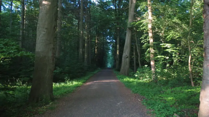 Naturschutzgebiet Hasbruch, Hude - Wanderweg2C Hasbruch 01