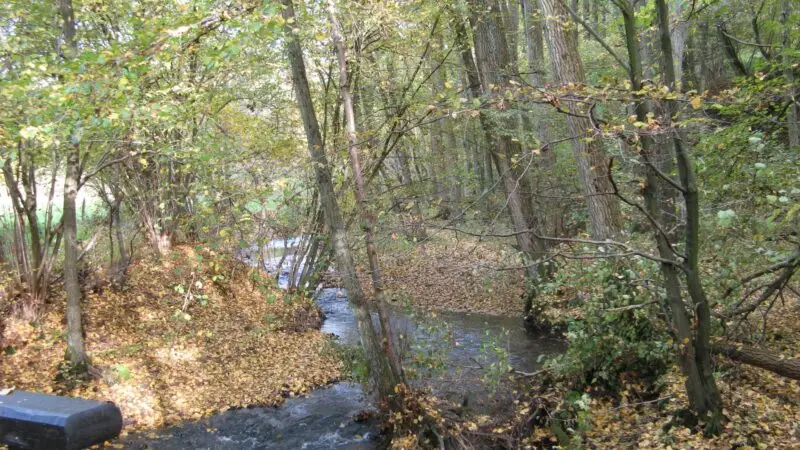 Naafbachtal - Wanderweg durchs Naafbachtal bei Klauserhof2C Much2CNRW