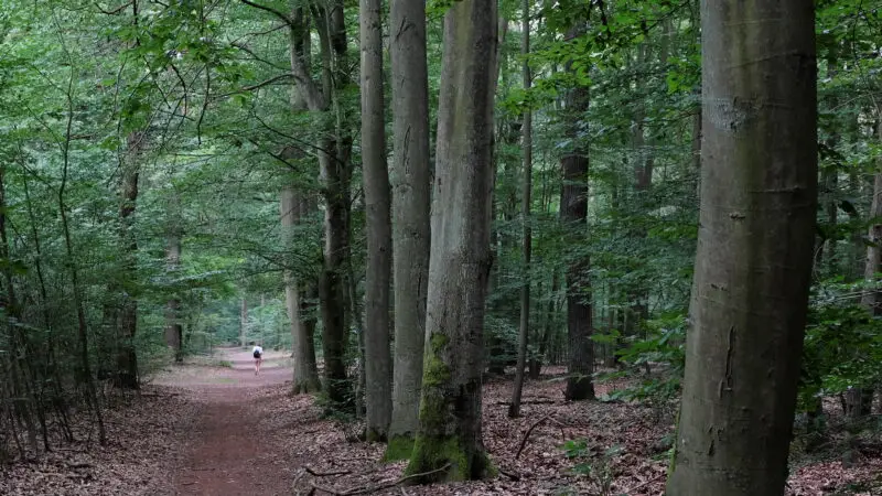 Naturschutzgebiet Tiergarten (Rundweg) - Wanderweg im Naturschutzgebiet Tiergarten