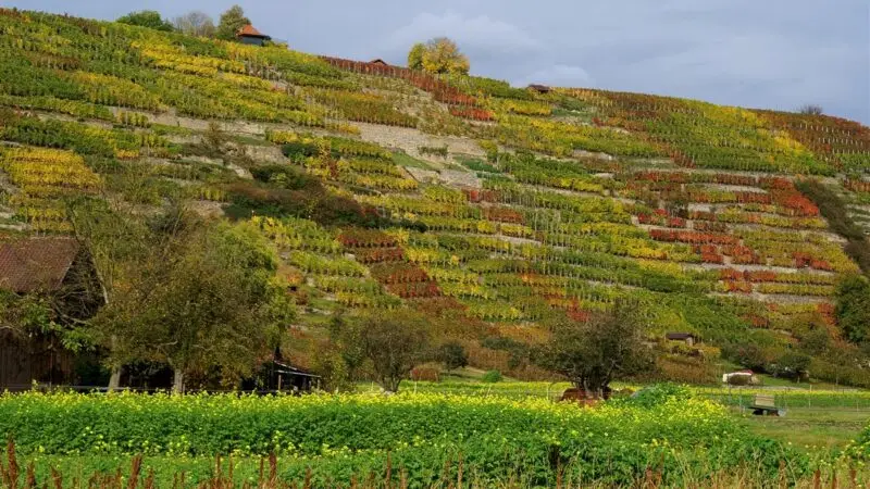 Enzschlingen bei Mühlhausen (Rundwanderweg) - Weinberge bei MC3BChlhausen panoramio Augenstein 28129