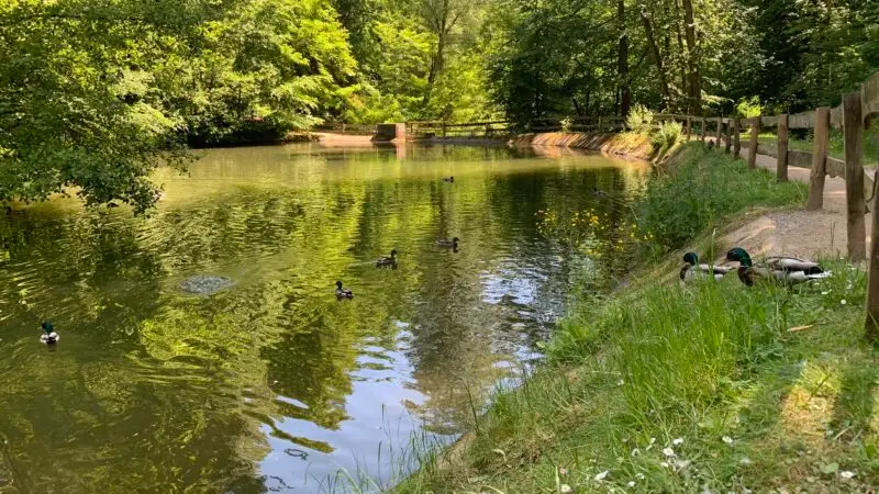 Wildpark Brudergrund - Wildpark Brudergrund Fischteich