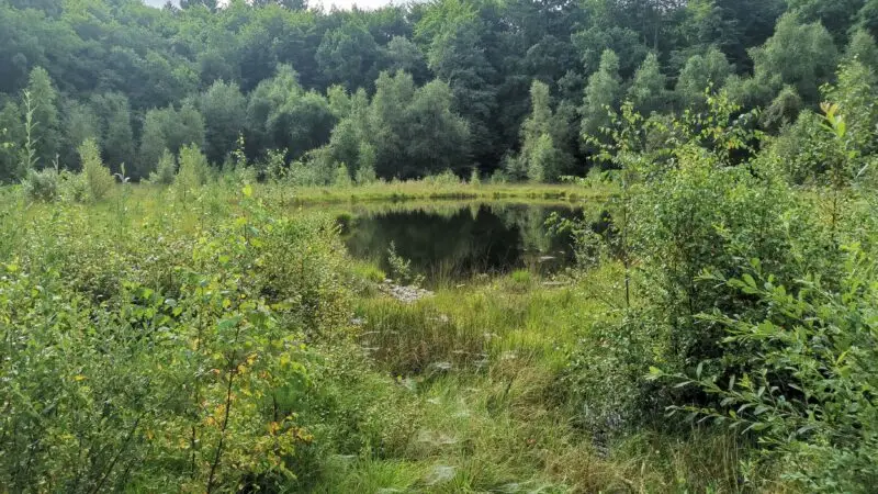 Wildpark Mölln (Bildungszentrum Uhlenkolk) - Wildpark Uhlenkolk MC3B6lln Grundloser Kolk