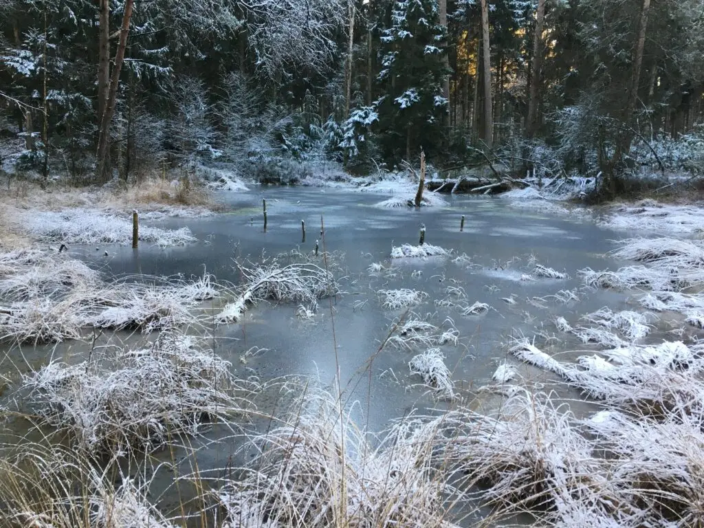 Naturschutzgebiet Grundloses Moor mit Grundlosem See (Rundwanderweg RWW 5)