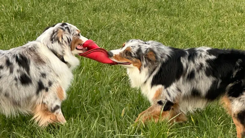 Australian Shepherd