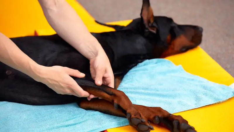 Pfotenreflexmassage