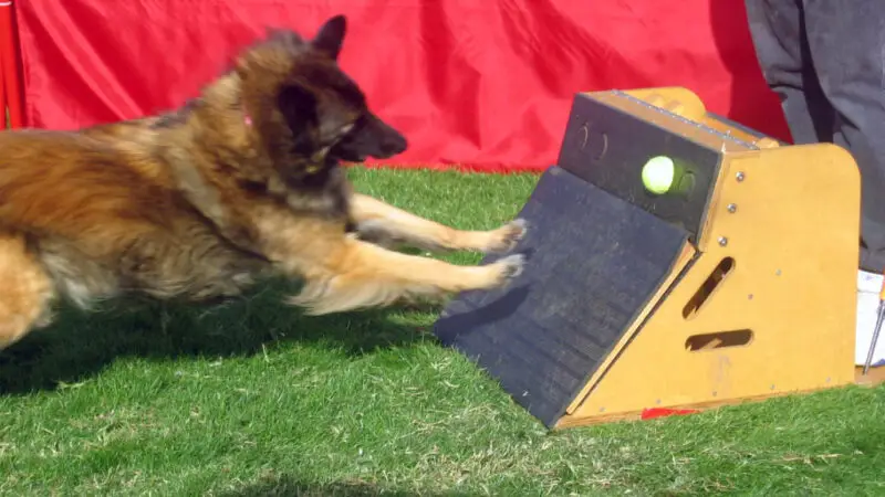 Flyball