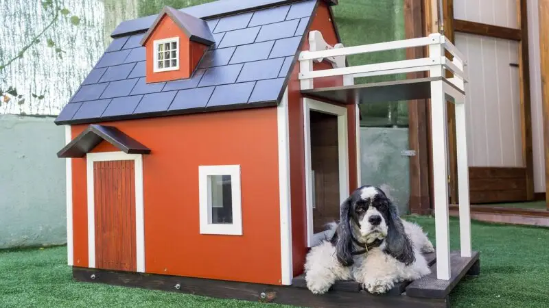 Hundehütte kaufen