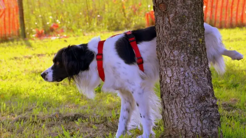 Wie gehe ich mit Hundeurin im Garten um?