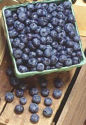 Blaubeere