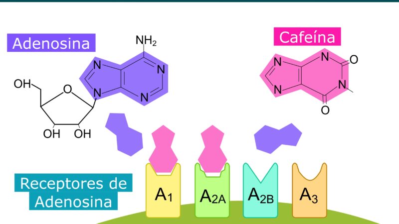 Adenosin