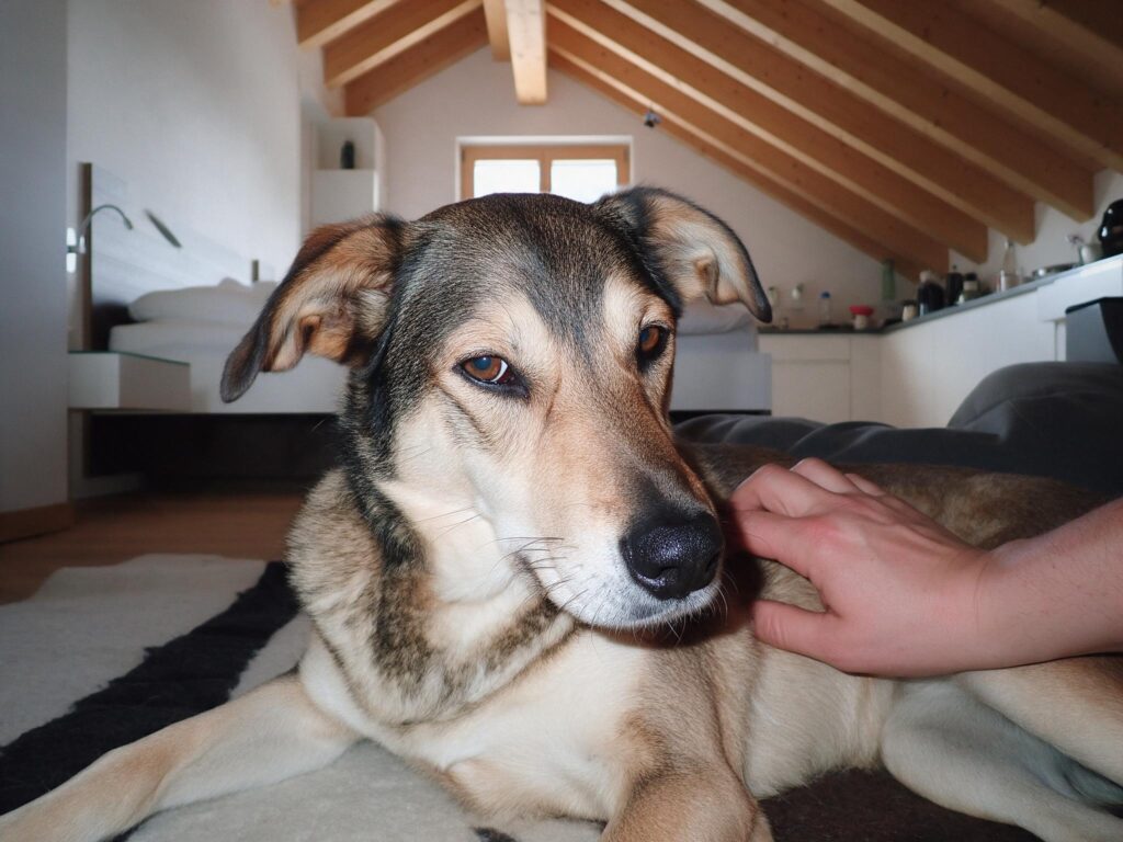 Knoten auf der Haut beim Hund: Wann zum Tierarzt?