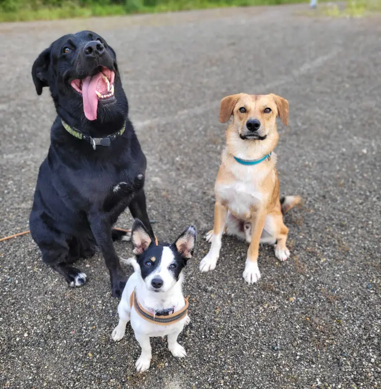 Wenn die Psyche den Hundealltag verändert