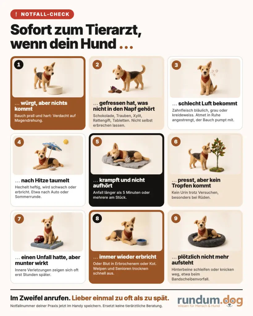 9 Notfallzeichen, bei denen dein Hund sofort zum Tierarzt muss