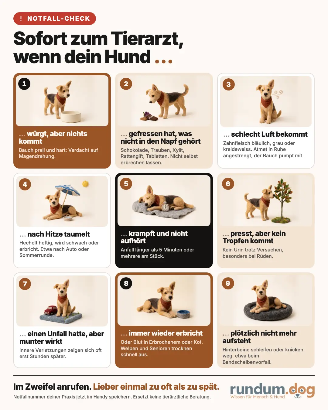 Infografik Notfall Hund, sofort zum Tierarzt, wenn dein Hund würgt ohne Erbrechen, Gift gefressen hat, schlecht Luft bekommt, nach Hitze taumelt, länger als fünf Minuten krampft, keinen Urin absetzt, einen Unfall hatte, immer wieder erbricht oder nicht mehr aufsteht