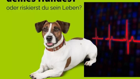 1aaf8094a2f74e81866c508a16483ee4-1