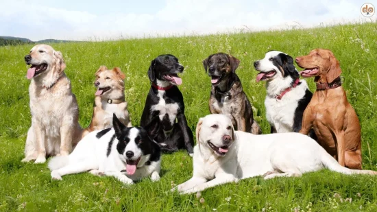 Hunderassen Hundezucht Rassestandards