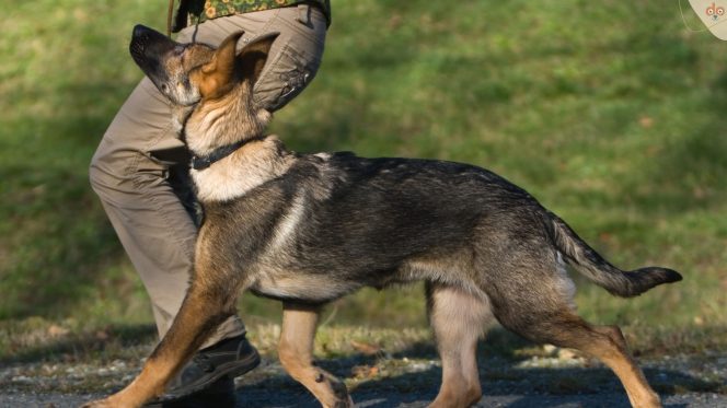 Dog - Hunde obedience training