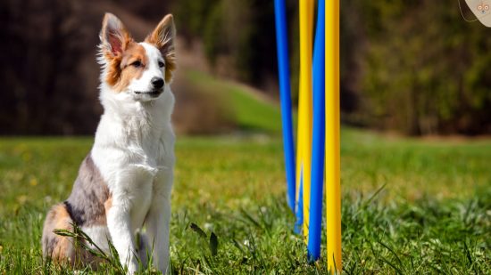Agility, Degility, Hund wartet neben Stangen