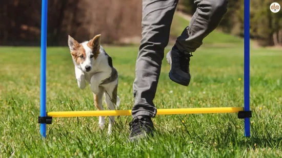 Hund springt beim Agility über niedriges Hindernis Menschenbeine Trainingspartner