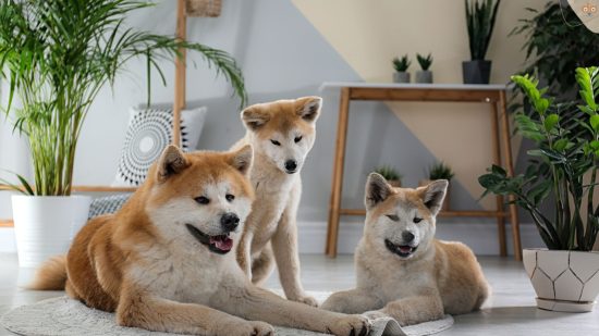 Drei Akita Hunde mit Zimmerpflanzen im Hintergrund