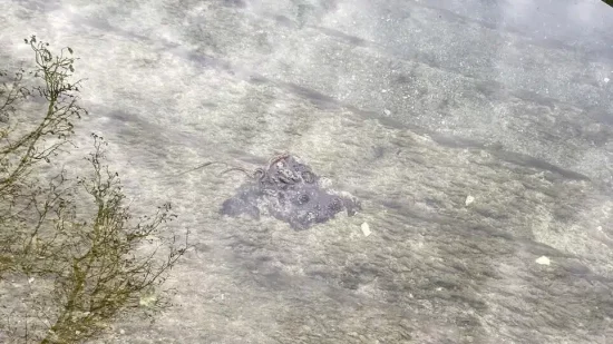 Algenmatte auf dem Rhein. Foto vom Interkantonalen Labor