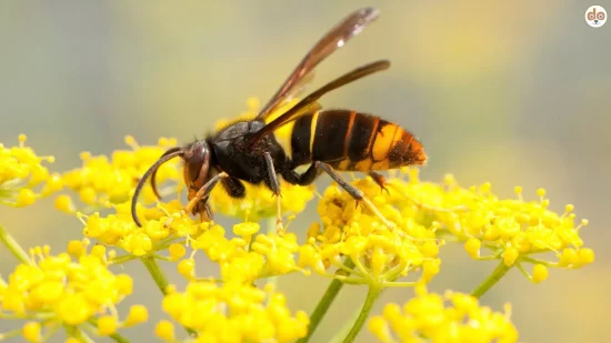 Closeup Asiatische Hornisse auf gelber Blumenblüte