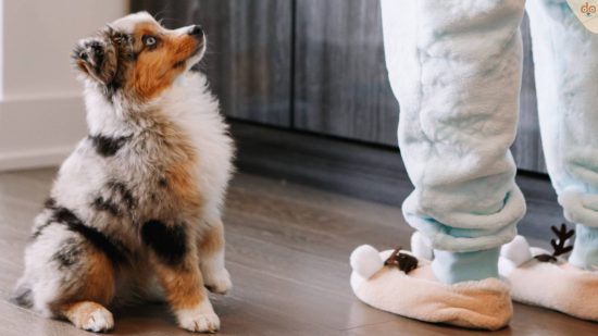 aussie-welpe-training-zuhause-sitz