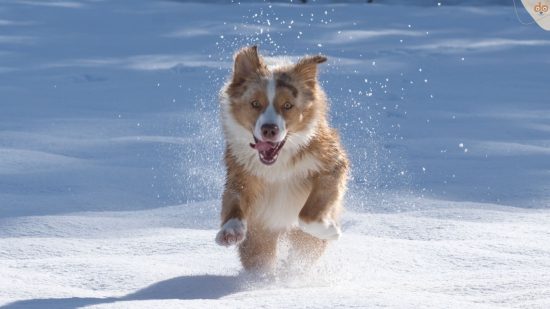 australian-shepherd-rennt-im-schnee