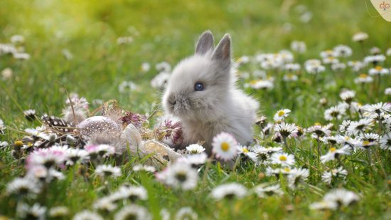 Baby Hase in Wiese Ostern