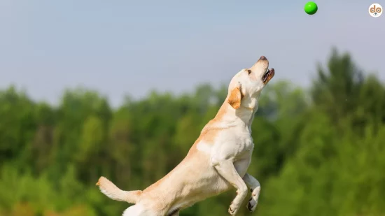 Labrador springt um Ball im Flug zu fangen, Hundesportarten