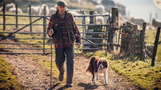 bauernhof-schafherde-boder-collie