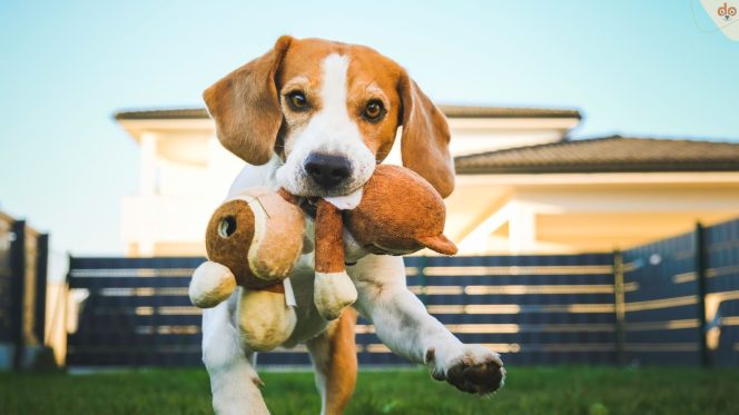 Beagle rennt auf Kamera mit Stoffspielzeug