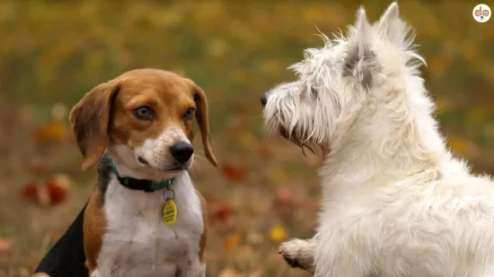 Beagle und Zwergschnauzer