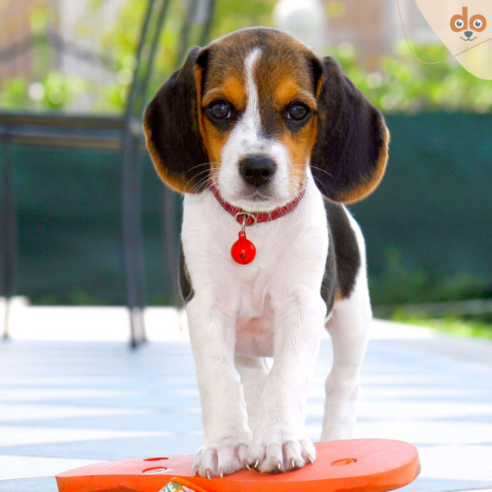 Beagle Welpen