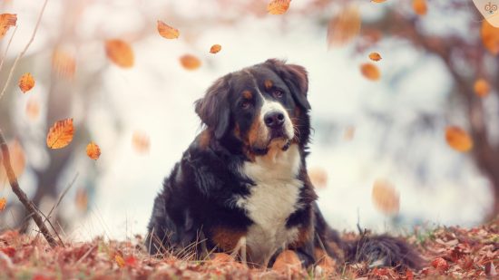 Berner Sennenhund liegt im Herbstlaub mit fragendem Blick